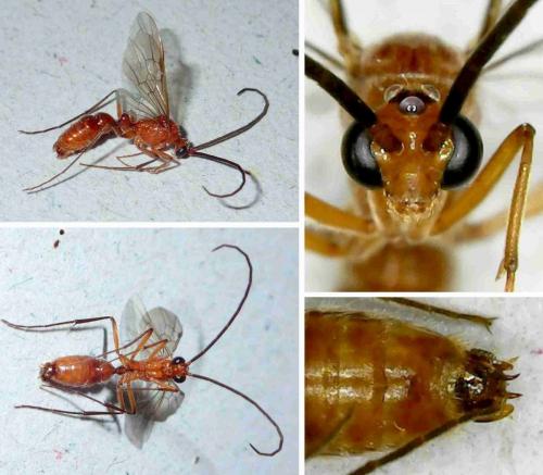 Diacamma sp.